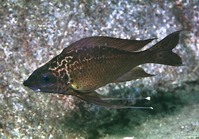 Ophthalmotilapia nasuta 'Katete'